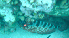 Heteropriacanthus cruentatus