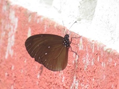 Euploea tulliolus ledereri