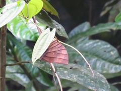 Amathuxidia amythaon