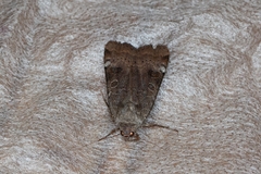 Noctua interposita