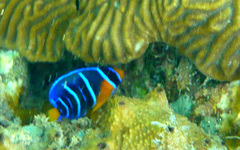 Holacanthus bermudensis