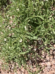 Chamaesaracha coronopus