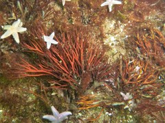 Furcellaria lumbricalis