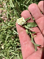 Chamaesaracha coronopus