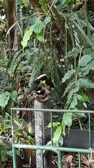 Pteroglossus inscriptus