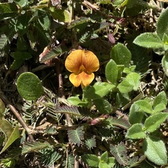 Zornia diphylla