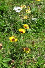 Gaillardia aristata