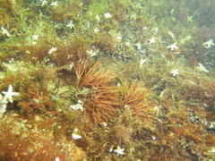 Furcellaria lumbricalis