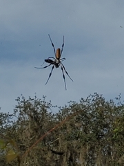 Trichonephila clavipes image