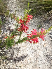 Erica densifolia