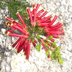 Erica densifolia