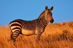 Equus zebra zebra