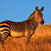 Mountain Zebra - Photo (c) David Renoult, some rights reserved (CC BY-NC), uploaded by David Renoult