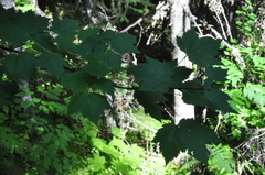 Acer glabrum douglasii