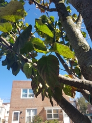 Cornus florida