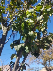 Cornus florida