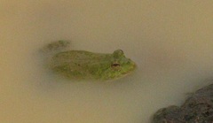 Euphlyctis hexadactyla