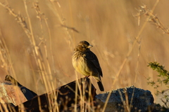 Galerida magnirostris