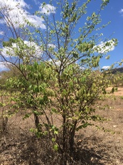 Sclerocarya birrea