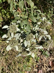 Pycnanthemum albescens