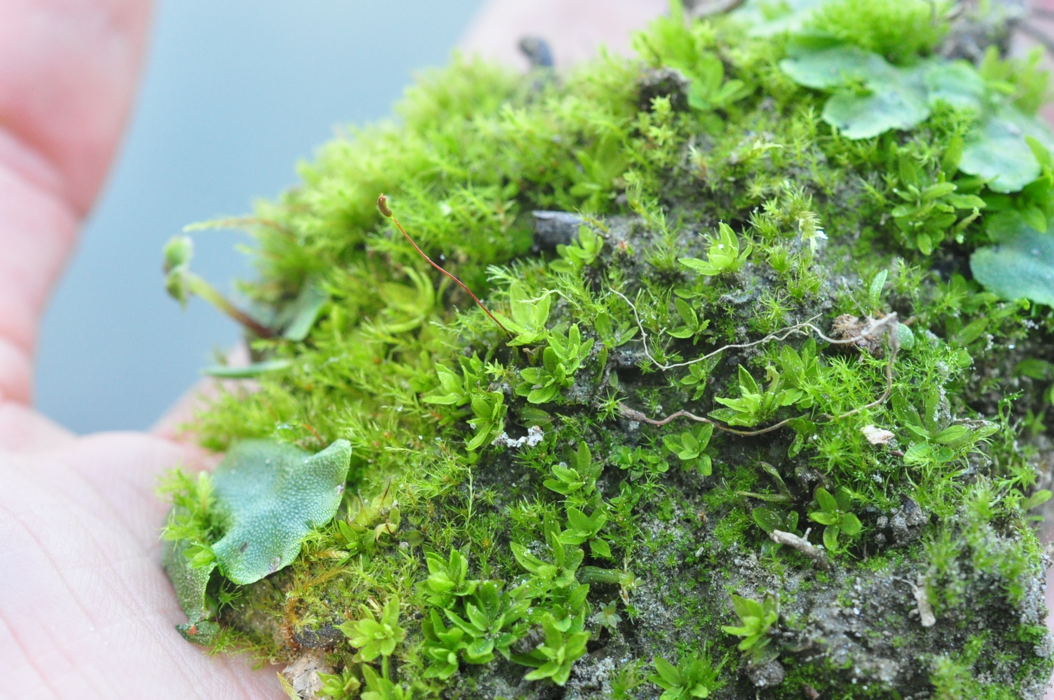 Bryobrittonia