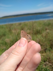 Stegosatyrus periphas
