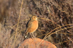 Chersomanes albofasciata albofasciata