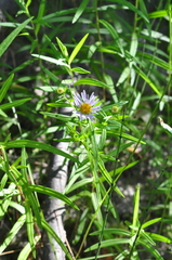Symphyotrichum bracteolatum