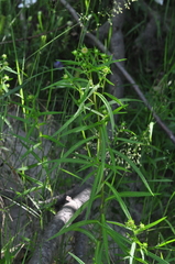 Symphyotrichum bracteolatum