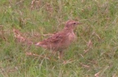 Mirafra assamica