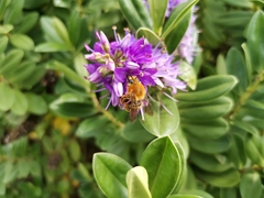 Cadeguala occidentalis