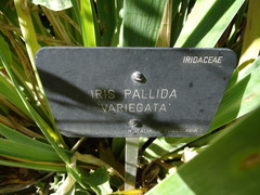 Iris pallida