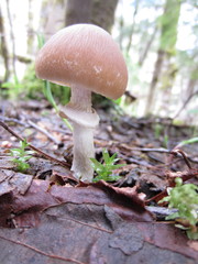 Psathyrella longistriata