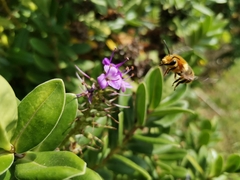 Cadeguala occidentalis