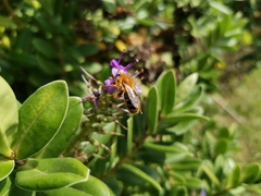 Cadeguala occidentalis