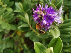 Cadeguala occidentalis