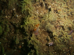 Ciona intestinalis