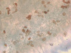 Psathyrella longistriata