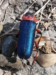 Stenaspis verticalis