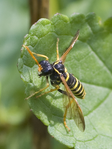 Figwort sawfly, photo 2 of 10