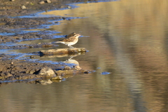 Gymnoris superciliaris
