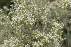 Polistes billardieri