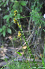 Carex bebbii