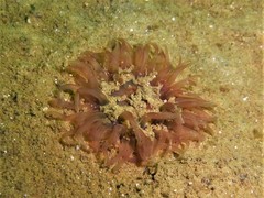 Urticina felina