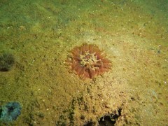 Urticina felina