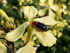 Ascolhedybius hirtus