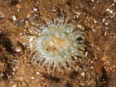 Urticina felina