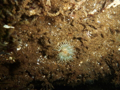Urticina felina