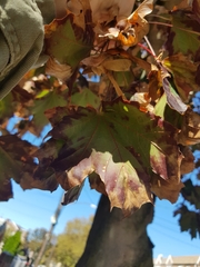 Acer platanoides