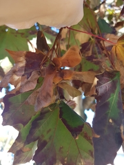 Acer platanoides